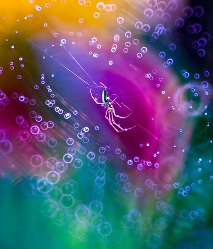 The magic of macro photography by Magdalena Vasicek The magic of macro photography by Magdalena Vasicek