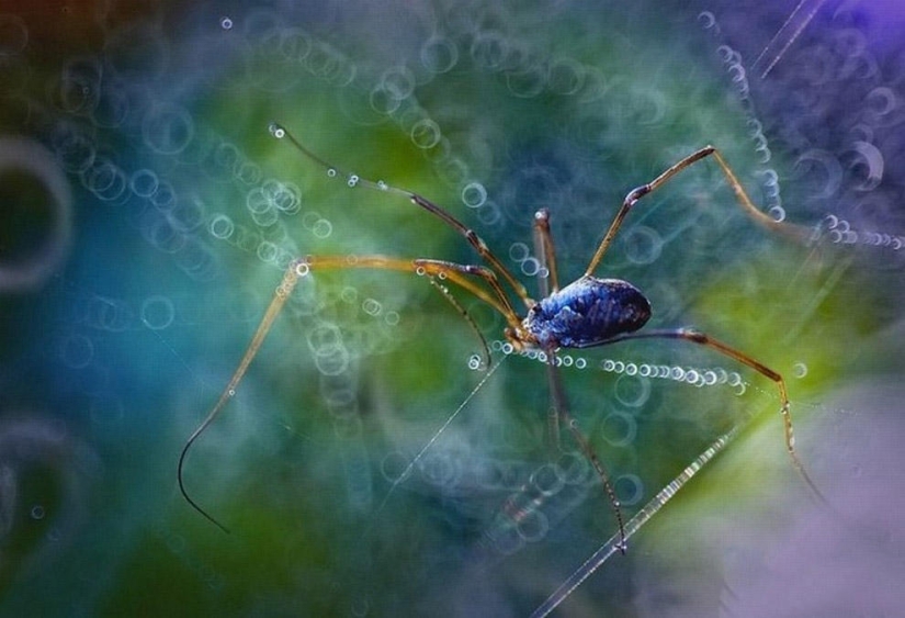 The magic of macro photography by Magdalena Vasicek The magic of macro photography by Magdalena Vasicek