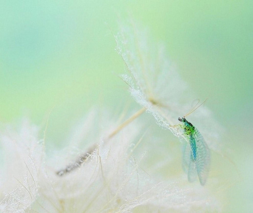 The magic of macro photography by Magdalena Vasicek The magic of macro photography by Magdalena Vasicek