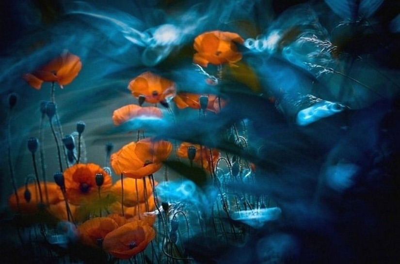 The magic of macro photography by Magdalena Vasicek The magic of macro photography by Magdalena Vasicek