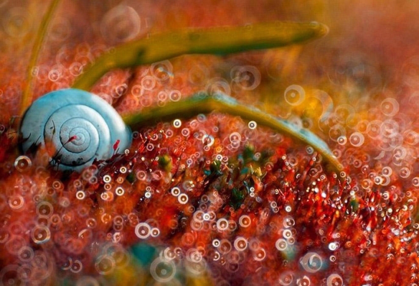 The magic of macro photography by Magdalena Vasicek The magic of macro photography by Magdalena Vasicek