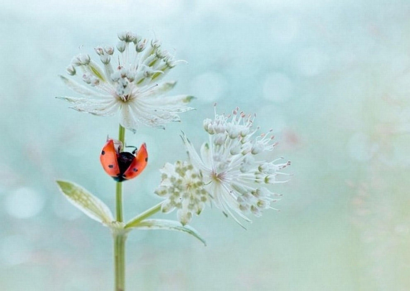 The magic of macro photography by Magdalena Vasicek The magic of macro photography by Magdalena Vasicek