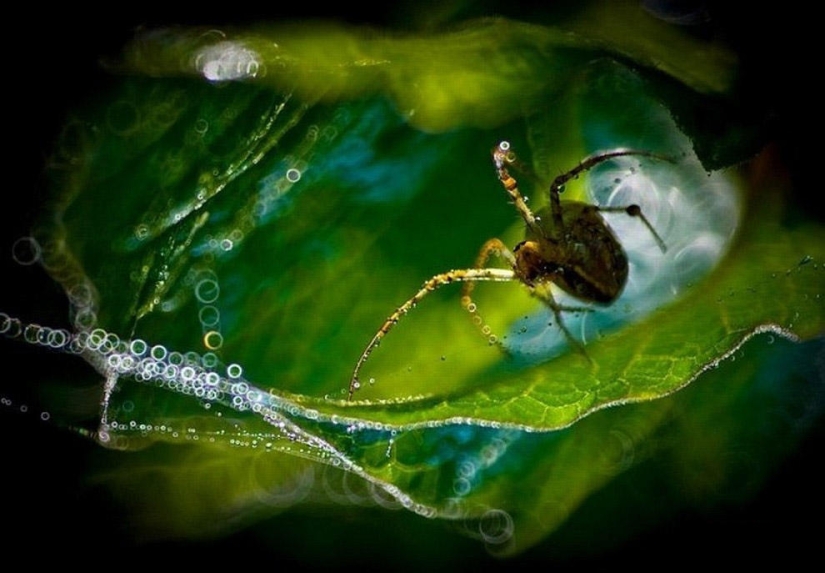 The magic of macro photography by Magdalena Vasicek The magic of macro photography by Magdalena Vasicek