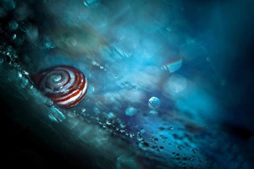 The magic of macro photography by Magdalena Vasicek The magic of macro photography by Magdalena Vasicek