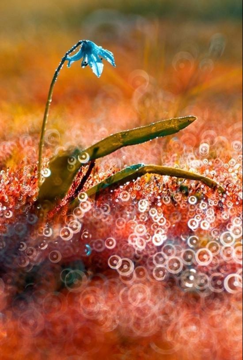 The magic of macro photography by Magdalena Vasicek The magic of macro photography by Magdalena Vasicek