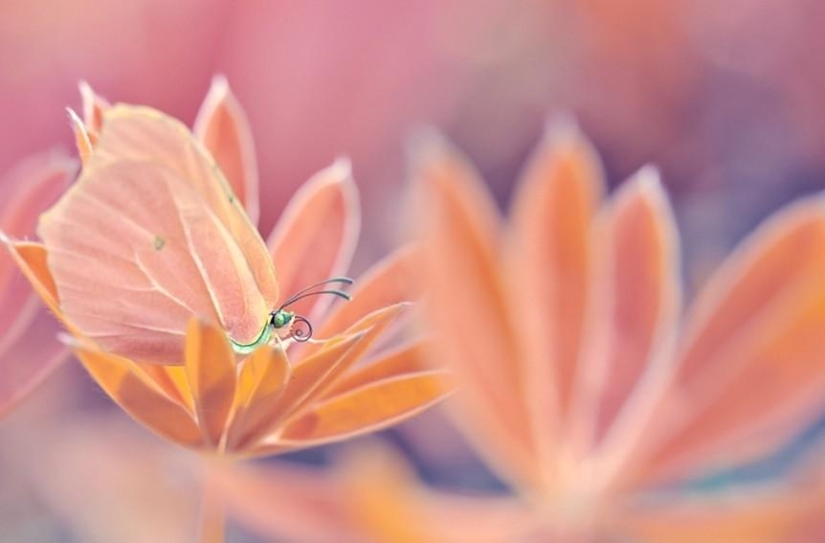 The magic of macro photography by Magdalena Vasicek The magic of macro photography by Magdalena Vasicek