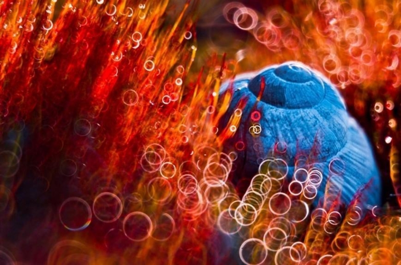 The magic of macro photography by Magdalena Vasicek The magic of macro photography by Magdalena Vasicek