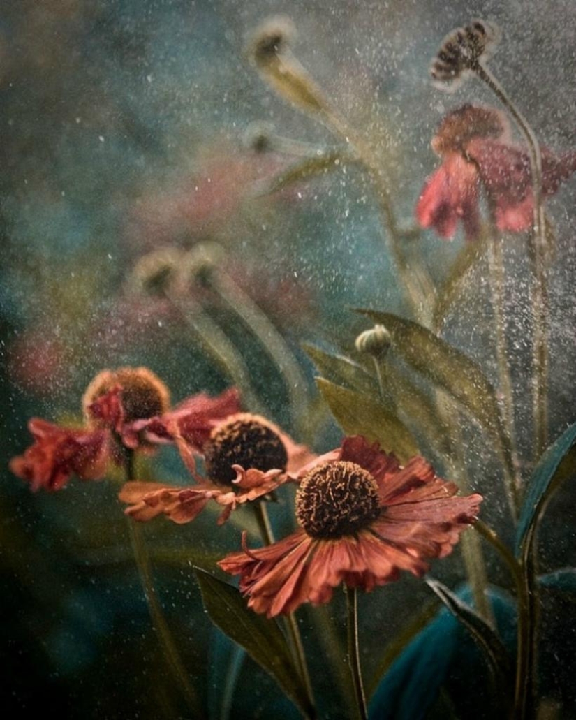 The magic of macro photography by Magdalena Vasicek The magic of macro photography by Magdalena Vasicek