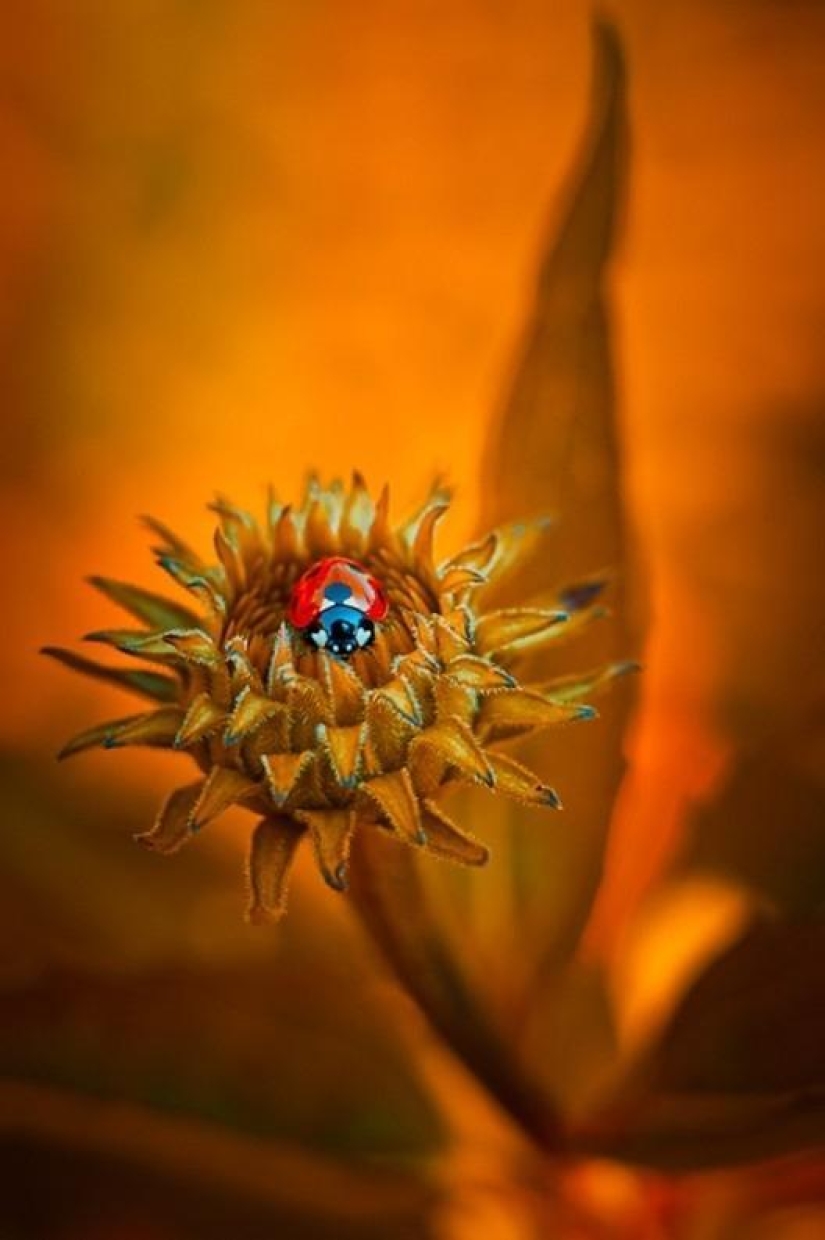 The magic of macro photography by Magdalena Vasicek The magic of macro photography by Magdalena Vasicek