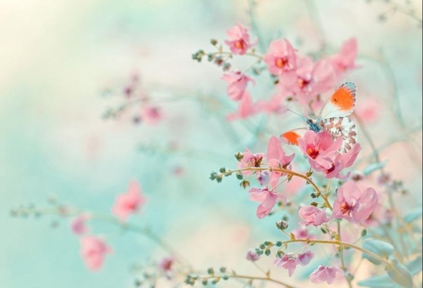 The magic of macro photography by Magdalena Vasicek The magic of macro photography by Magdalena Vasicek