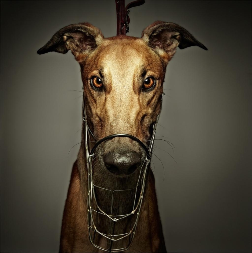 The more I get to know people, the more I like dogs