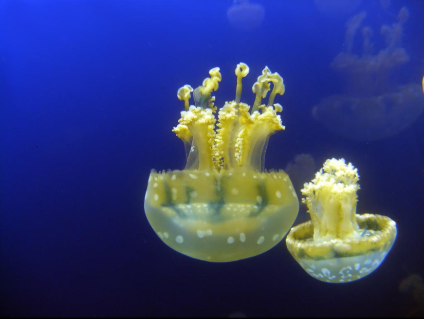 The most beautiful and unusual sea rocks The most beautiful and unusual sea rocks