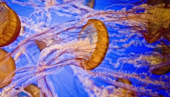 The most beautiful and intricate cupcakes