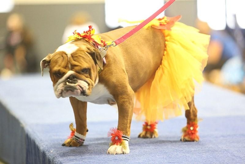 The most beautiful bulldog in the world