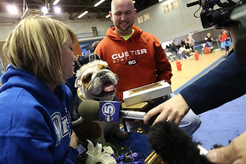 The most beautiful bulldog in the world