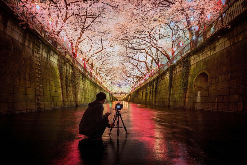 The most beautiful cherry blossom photos of 2014