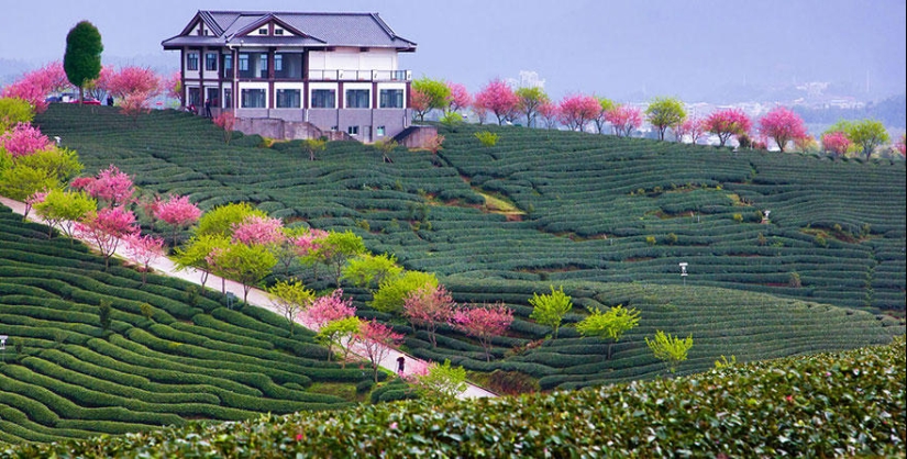 The most beautiful cherry blossom photos of 2014