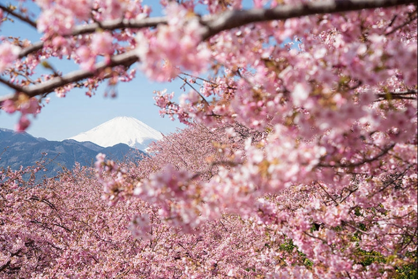 The most beautiful cherry blossom photos of 2014
