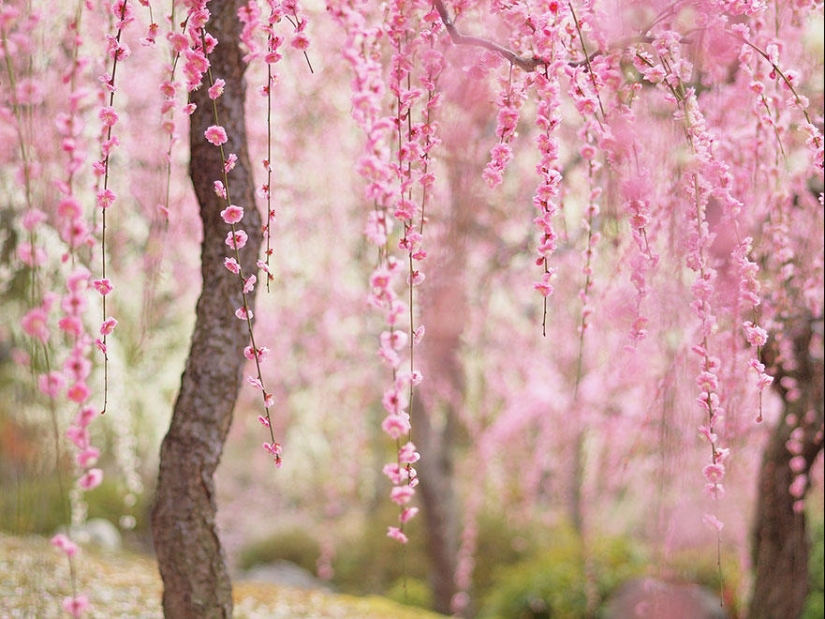 The most beautiful cherry blossom photos of 2014