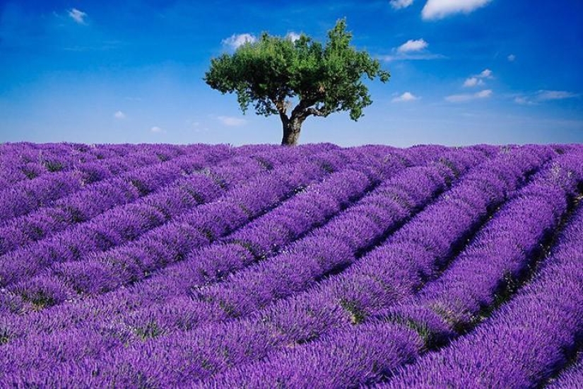 The most beautiful flower plantations and parks in the world