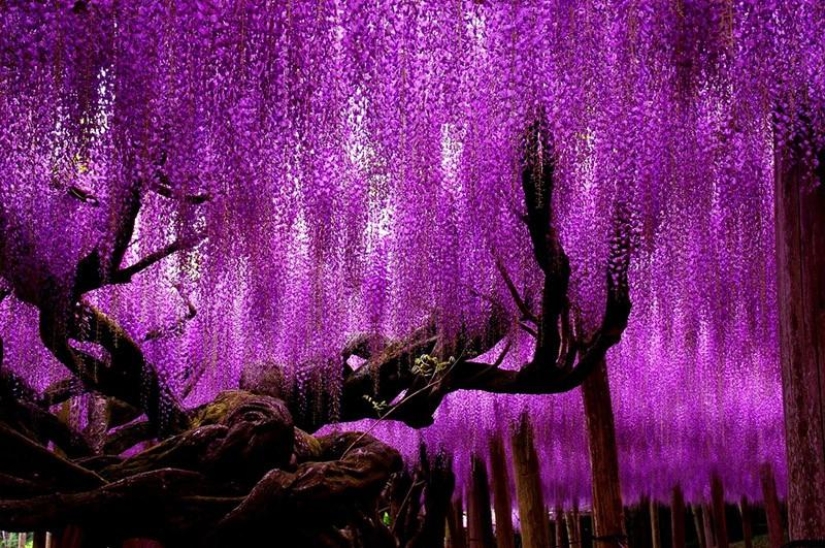 The most beautiful flower plantations and parks in the world