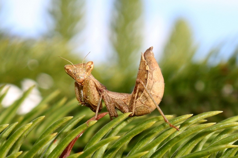 The most beautiful praying mantises The most beautiful praying mantises