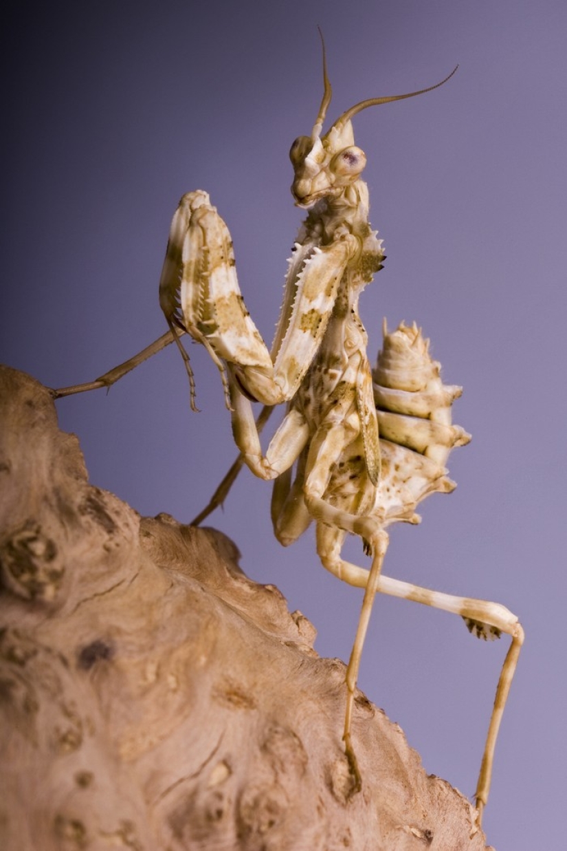 The most beautiful praying mantises The most beautiful praying mantises