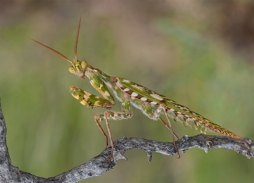 The most beautiful praying mantises The most beautiful praying mantises