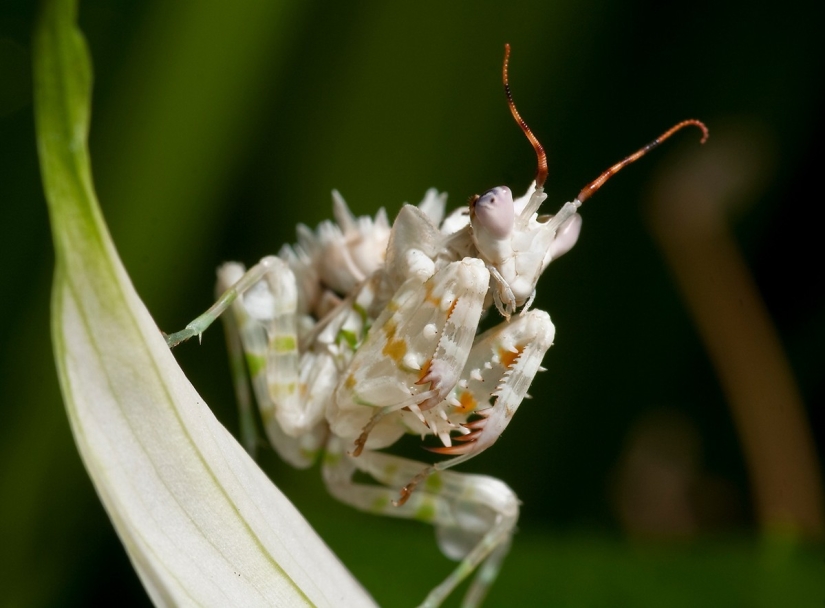 The most beautiful praying mantises The most beautiful praying mantises