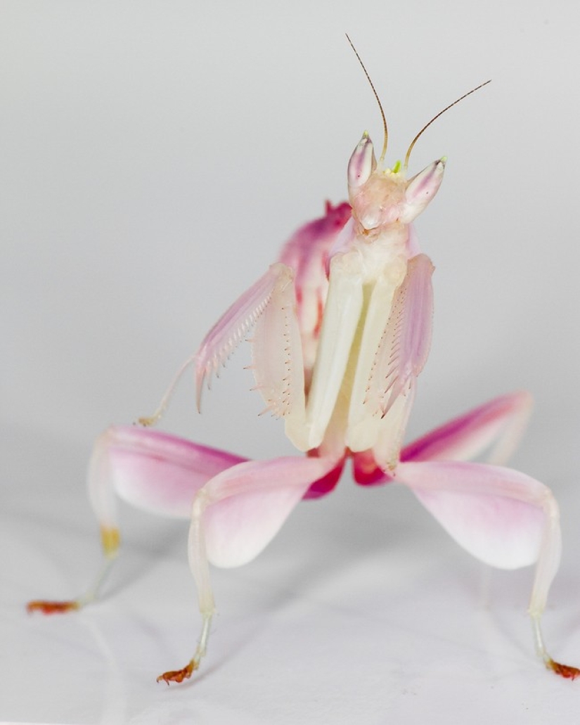 The most beautiful praying mantises The most beautiful praying mantises