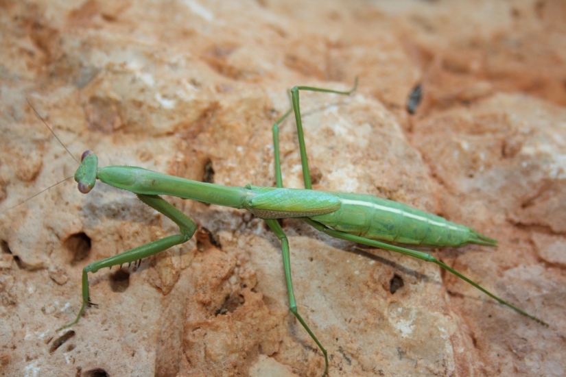 The most beautiful praying mantises The most beautiful praying mantises