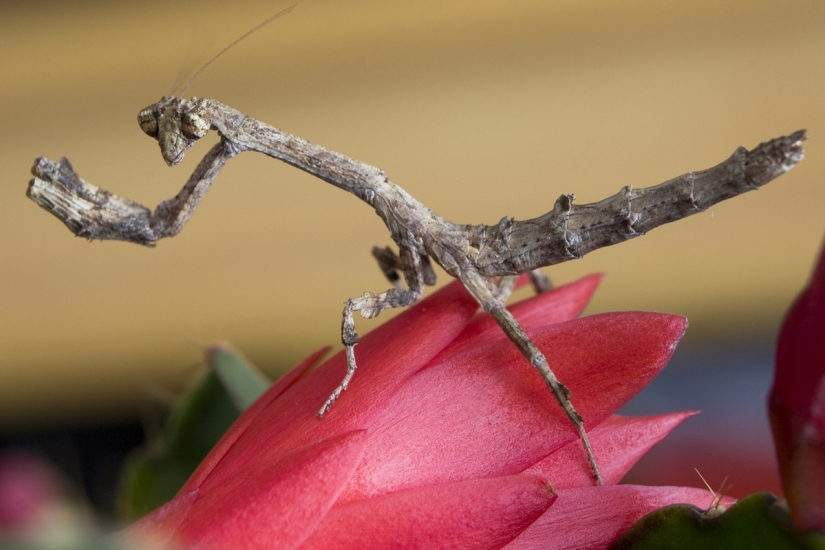 The most beautiful praying mantises The most beautiful praying mantises