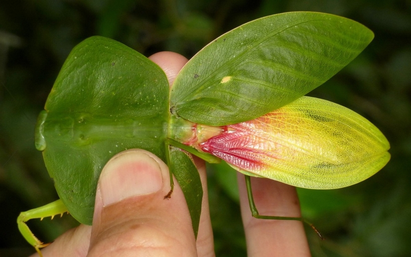 The most beautiful praying mantises The most beautiful praying mantises