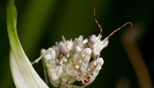 The most beautiful praying mantises