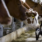 The most curious and funny photos of 2015 The most curious and funny photos of 2015