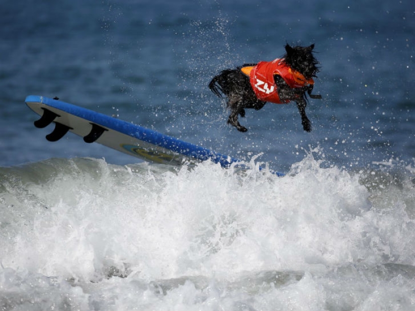 The most curious and funny photos of 2015 The most curious and funny photos of 2015