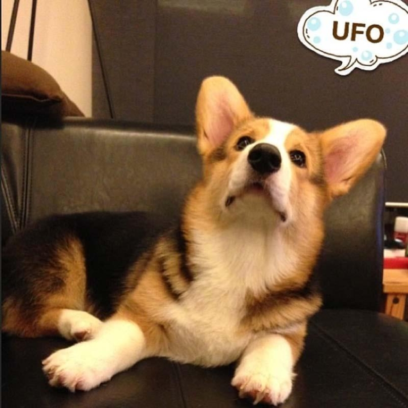 The most emotional dog on Instagram