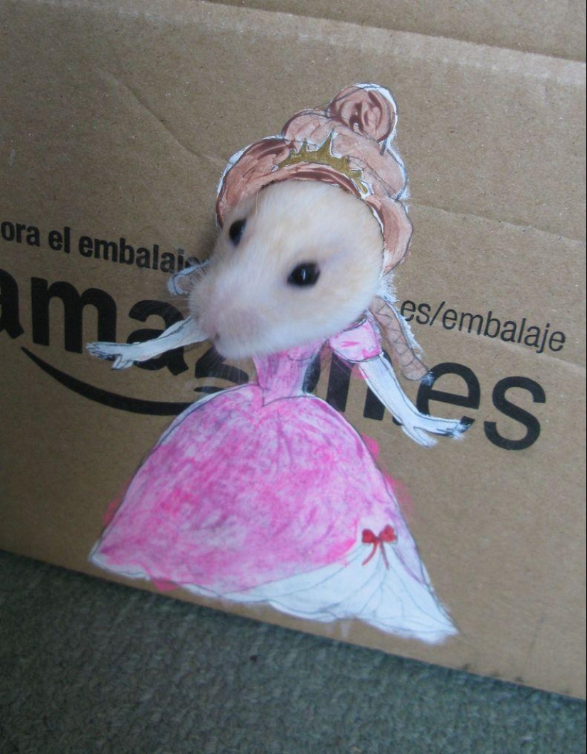 The most fashionable hamster in the world