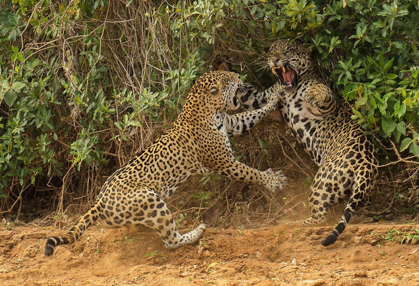 The most incredible scientific photos of the outgoing year