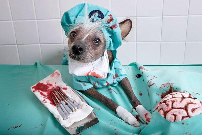 The most photogenic Chinese Crested - Chini The most photogenic Chinese Crested - Chini