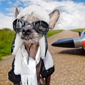 The most photogenic Chinese Crested - Chini