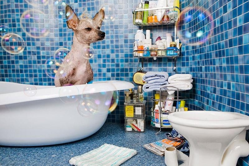 The most photogenic Chinese Crested - Chini The most photogenic Chinese Crested - Chini