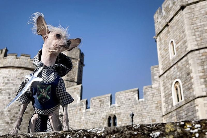 The most photogenic Chinese Crested - Chini The most photogenic Chinese Crested - Chini