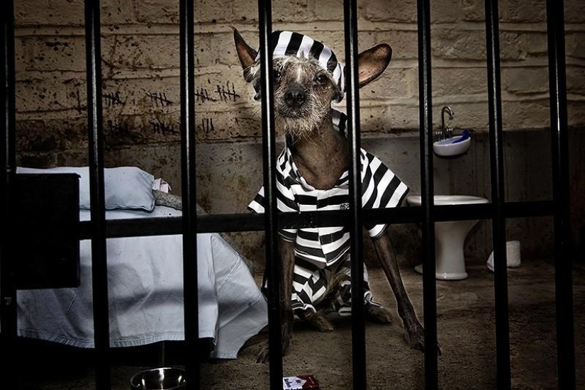 The most photogenic Chinese Crested - Chini The most photogenic Chinese Crested - Chini
