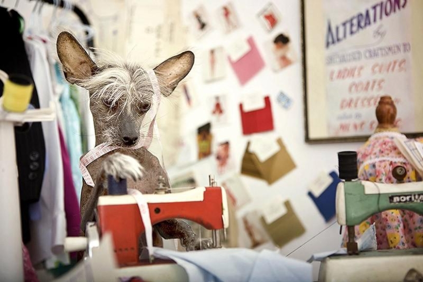 The most photogenic Chinese Crested - Chini The most photogenic Chinese Crested - Chini