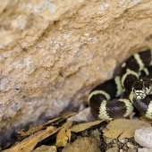 The Most Snake Infested Lakes In California The Most Snake Infested Lakes In California