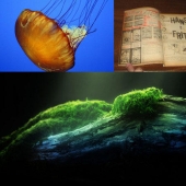 The most tenacious and long-playing The most tenacious and long-playing