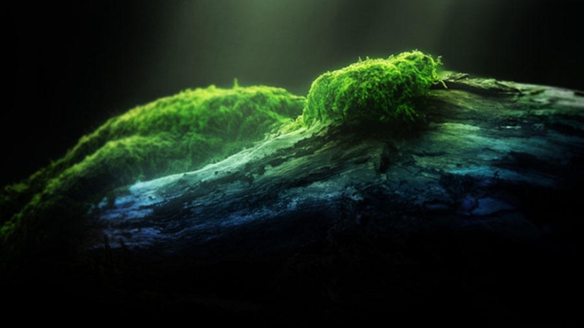 The most tenacious and long-playing The most tenacious and long-playing