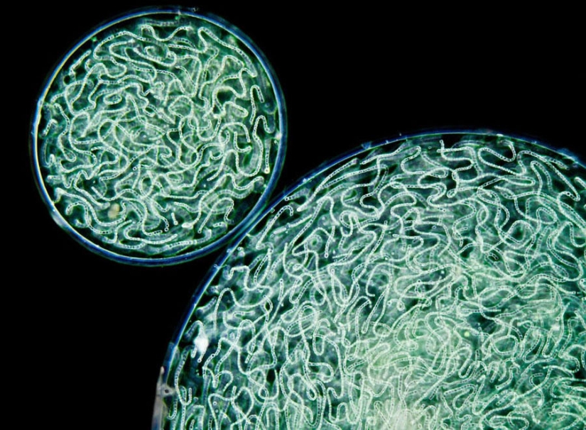 The most tenacious and long-playing The most tenacious and long-playing