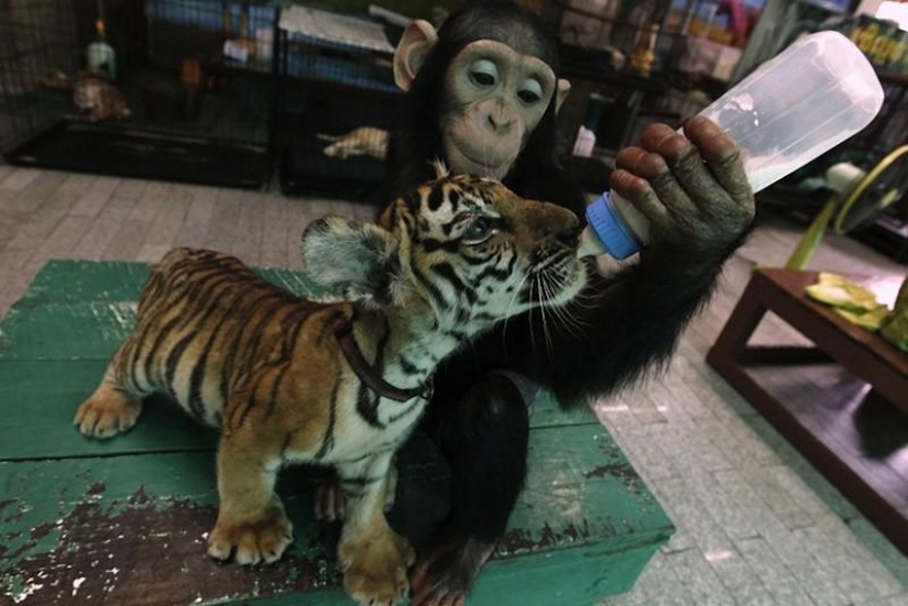 The most touching examples of friendship among animals